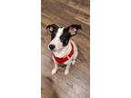 Adopt Blake a Parson Russell Terrier, Mixed Breed