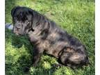 Cane Corso PUPPY FOR SALE ADN-414286 - Limited Registration Male