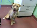 Adopt NALA a Pit Bull Terrier, Mixed Breed