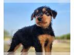 Airedale Terrier PUPPY FOR SALE ADN-414262 - Airedale Terrier Puppies