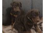 Doberman Pinscher PUPPY FOR SALE ADN-413692 - European Doberman Puppies