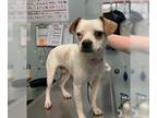 Pug Mix DOG FOR ADOPTION RGADN-1015409 - GOOGLE - Jack Russell Terrier (Parson