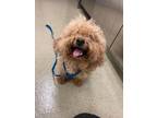 Adopt Carmelo a Poodle, Mixed Breed
