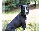 American Staffordshire Terrier DOG FOR ADOPTION RGADN-999061 - Mirabel 11475 -