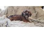 Adopt Frappe a Norfolk Terrier, Mixed Breed