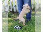 Golden Retriever DOG FOR ADOPTION RGADN-1004655 - Dani-11 weeks Spay Contract