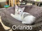 Adopt Orlando (As You Like It Litter) a Domestic Short Hair