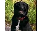 Adopt Betty a Black Labrador Retriever, Mixed Breed