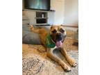Adopt Jelly Bean a Pit Bull Terrier, Mixed Breed