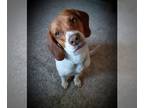 Beagle Mix DOG FOR ADOPTION RGADN-1009560 - Dobby - Beagle / Mixed (short coat)