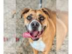 Boxer DOG FOR ADOPTION RGADN-1009583 - Bogey - Boxer Dog For Adoption
