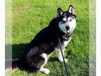 Mix DOG FOR ADOPTION RGADN-1009631 - Duke - Husky (long coat) Dog For Adoption
