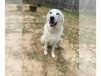 Great Pyrenees-Labrador Retriever Mix DOG FOR ADOPTION RGADN-1009679 - Mama Pool