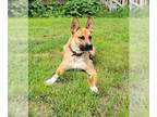 German Shepherd Dog Mix DOG FOR ADOPTION RGADN-1009746 - Jake - German Shepherd