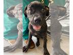 Presa Canario DOG FOR ADOPTION RGADN-1009804 - Diamante - Presa Canario Dog For