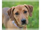 Redbone Coonhound Mix DOG FOR ADOPTION RGADN-1009827 - PJ - Redbone Coonhound /