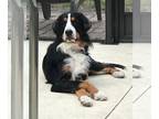Bernese Mountain Dog Mix DOG FOR ADOPTION RGADN-1009893 - Macho Man - Bernese