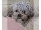 Shih Tzu-Wheaten Terrier Mix DOG FOR ADOPTION RGADN-1010038 - Mikey - Shih Tzu /