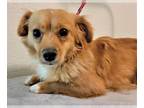 Pomeranian Mix DOG FOR ADOPTION RGADN-1010092 - Kobe - Pomeranian / Mixed