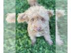 Poodle (Miniature) DOG FOR ADOPTION RGADN-1010125 - Fluffy - Poodle (Miniature)