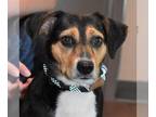 Beagle DOG FOR ADOPTION RGADN-1010130 - Montoya - Beagle Dog For Adoption
