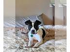 American Pit Bull Terrier Mix DOG FOR ADOPTION RGADN-1010170 - Sara - Pit Bull