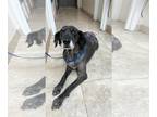 Labrador Retriever DOG FOR ADOPTION RGADN-1010185 - Rosie - Labrador Retriever