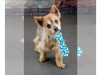 Pomeranian Mix DOG FOR ADOPTION RGADN-1010194 - Boomer - Pomeranian / Mixed