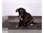 Borador DOG FOR ADOPTION RGADN-1010213 - Elton *Arriving 06/25* - Labrador
