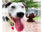 American Staffordshire Terrier Mix DOG FOR ADOPTION RGADN-1010348 - Yzma -