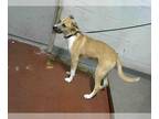German Shepherd Dog-Siberian Husky Mix DOG FOR ADOPTION RGADN-1010428 -