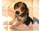 Beagle DOG FOR ADOPTION RGADN-1010431 - LadyBug II - Beagle Dog For Adoption