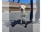 Labrador Retriever DOG FOR ADOPTION RGADN-1010468 - JOJO - Labrador Retriever