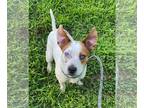 Jack Russell Terrier Mix DOG FOR ADOPTION RGADN-1010503 - Ace - Jack Russell