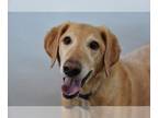 Golden Labrador DOG FOR ADOPTION RGADN-1010664 - BAMBY - Labrador Retriever /