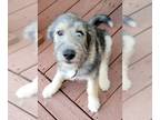 Huskies -Poodle (Standard) Mix DOG FOR ADOPTION RGADN-1010759 - Ford - Poodle