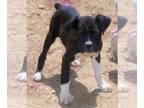 Boxer DOG FOR ADOPTION RGADN-1010760 - ATHENA - Boxer (short coat) Dog For