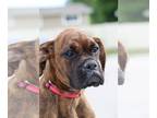 Boxer DOG FOR ADOPTION RGADN-1010765 - BRINDLE 1 - Boxer (short coat) Dog For