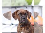 Boxer DOG FOR ADOPTION RGADN-1010770 - BRINDLE 2 - Boxer (short coat) Dog For