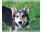Australian Shepherd-Collie Mix DOG FOR ADOPTION RGADN-1010838 - Foxy -