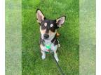 Beagle-Huskies Mix DOG FOR ADOPTION RGADN-1010881 - KADO - Husky / Beagle /