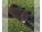 Labrador Retriever Mix DOG FOR ADOPTION RGADN-1010931 - Black : Frankie -