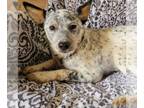 Australian Kelpie Mix DOG FOR ADOPTION RGADN-1010954 - Blue - Australian Cattle