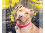American Pit Bull Terrier-Mastiff Mix DOG FOR ADOPTION RGADN-1010972 - Ren - Pit