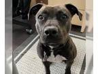 American Pit Bull Terrier Mix DOG FOR ADOPTION RGADN-1010973 - Lola Bravo - Pit