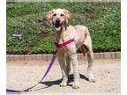 Goldendoodle DOG FOR ADOPTION RGADN-1011006 - Wanda - Golden Retriever / Poodle