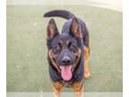 Shepweiller DOG FOR ADOPTION RGADN-1011021 - OSO - German Shepherd Dog /