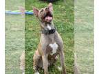 American Pit Bull Terrier Mix DOG FOR ADOPTION RGADN-1011029 - Ranger - American
