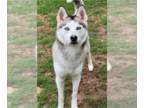 Siberian Husky Mix DOG FOR ADOPTION RGADN-1011068 - Jenna RP - Siberian Husky /