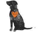 Mastiff Mix DOG FOR ADOPTION RGADN-1011131 - Vanessa - Mastiff / Mixed Dog For